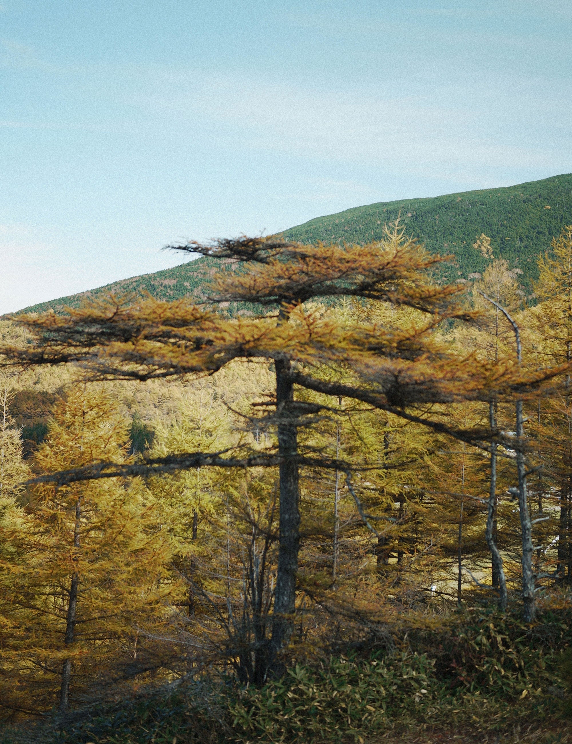 Moonlight Gear Equipment – MoonlightGearEquipment